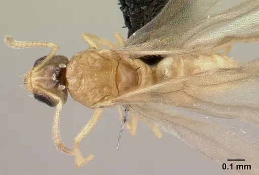 Plagiolepis alluaudi - CASENT0495472