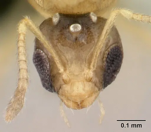 Plagiolepis alluaudi - CASENT0495472