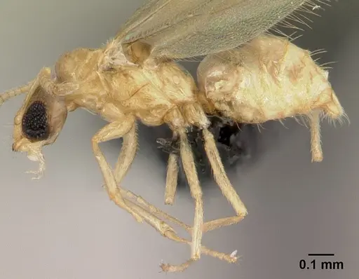 Plagiolepis alluaudi - CASENT0495472