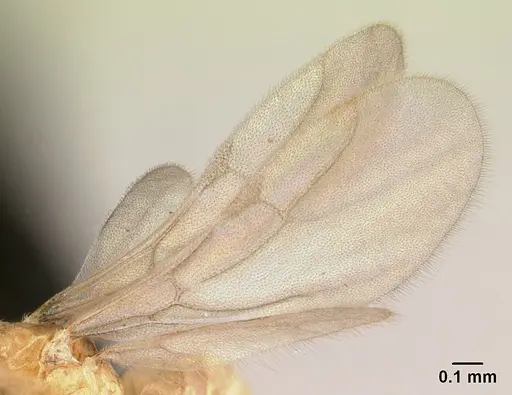 Plagiolepis alluaudi - CASENT0495472