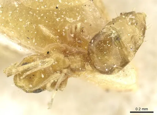 Plagiolepis alluaudi - CASENT0912413