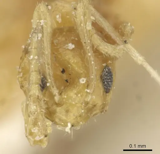 Plagiolepis alluaudi - CASENT0912413