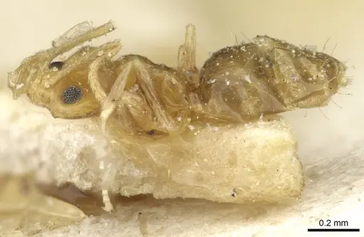 Plagiolepis alluaudi - CASENT0912413