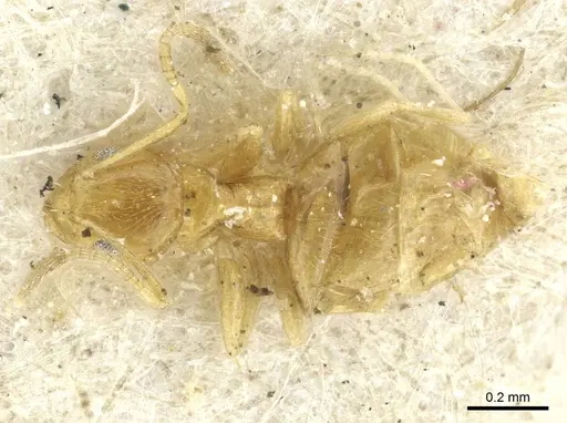 Plagiolepis alluaudi - CASENT0912414