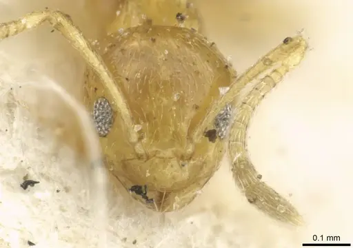 Plagiolepis alluaudi - CASENT0912414