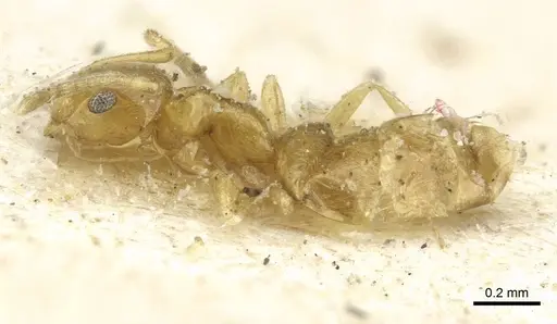 Plagiolepis alluaudi - CASENT0912414