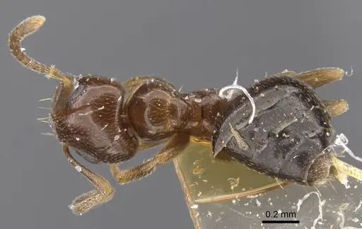 Plagiolepis arnoldii specimen