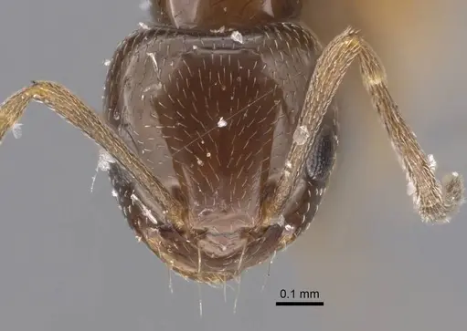 Plagiolepis arnoldii specimen