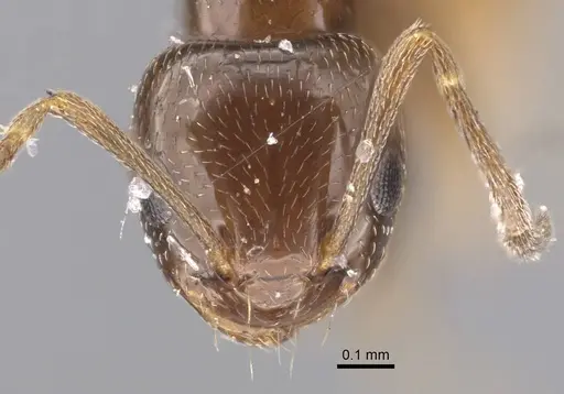 Plagiolepis arnoldii specimen