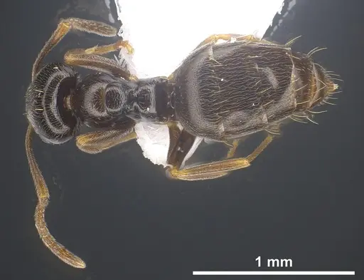 Plagiolepis atlantis specimen