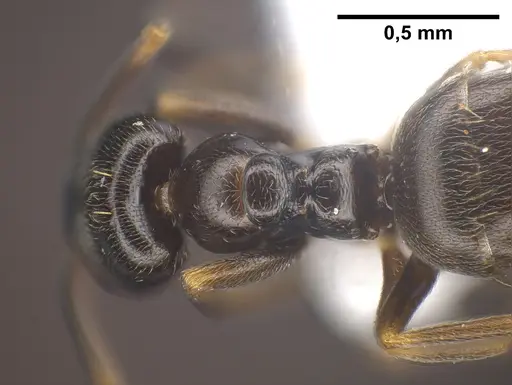 Plagiolepis atlantis specimen