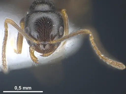 Plagiolepis atlantis specimen