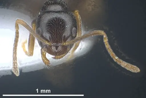 Plagiolepis atlantis - ANTWEB1041460