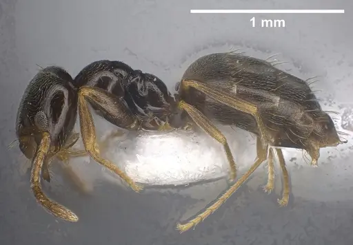 Plagiolepis atlantis - ANTWEB1041460