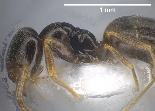 Plagiolepis atlantis - ANTWEB1041460