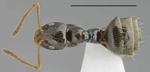 Plagiolepis atlantis - CASENT0763860