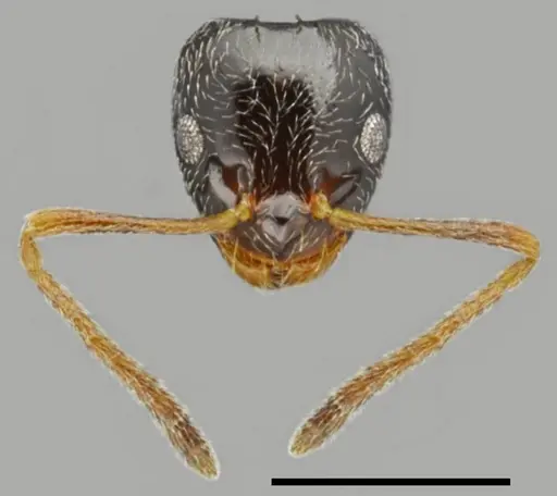 Plagiolepis atlantis - CASENT0763860