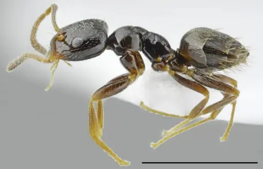 Plagiolepis atlantis - CASENT0763860