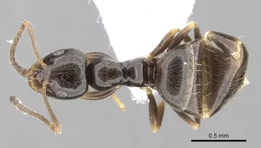 Plagiolepis atlantis - CASENT0906084