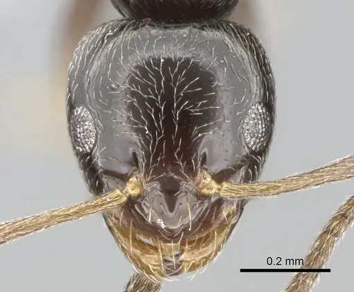 Plagiolepis atlantis - CASENT0906084