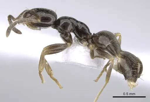 Plagiolepis atlantis - CASENT0906084