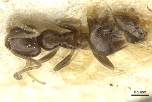 Plagiolepis atlantis - CASENT0912421