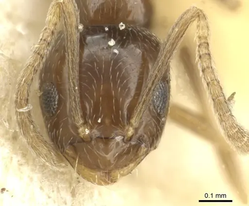 Plagiolepis atlantis - CASENT0912421