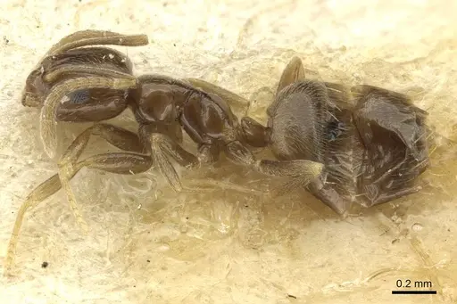 Plagiolepis atlantis - CASENT0912421