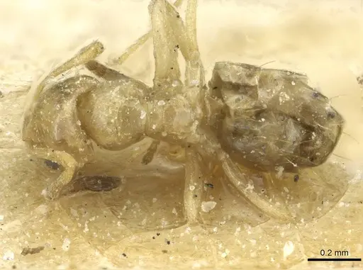 Plagiolepis atlantis - CASENT0912423