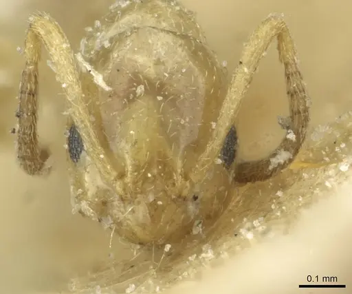 Plagiolepis atlantis - CASENT0912423