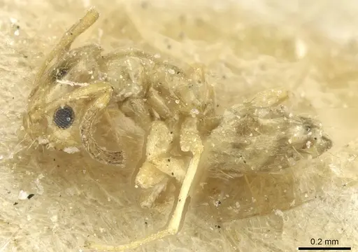 Plagiolepis atlantis - CASENT0912423