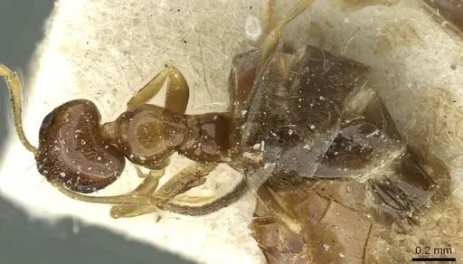 Plagiolepis atlantis - CASENT0912429