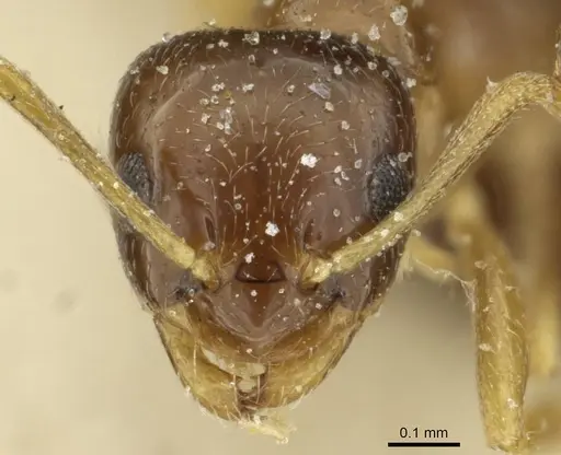 Plagiolepis atlantis - CASENT0912429