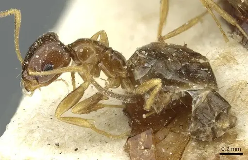 Plagiolepis atlantis - CASENT0912429