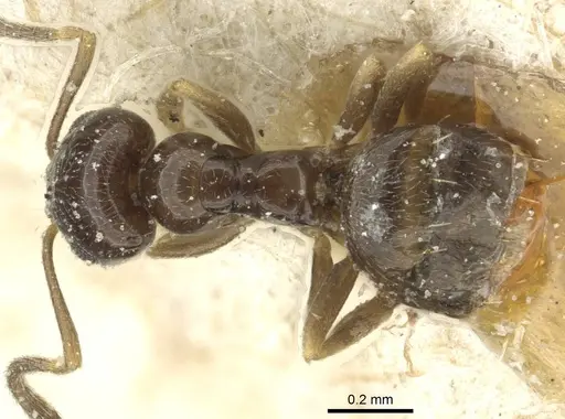 Plagiolepis barbara specimen