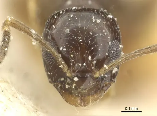 Plagiolepis barbara specimen