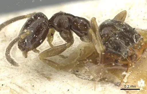 Plagiolepis barbara specimen