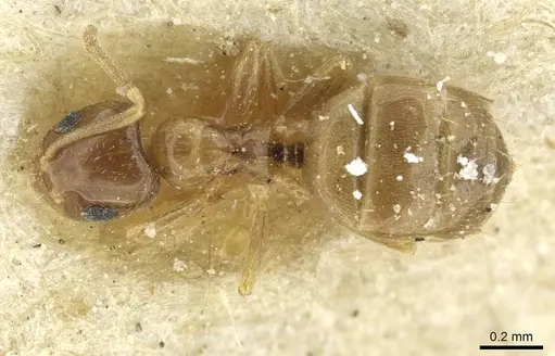 Plagiolepis barbara - CASENT0912424