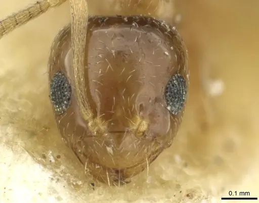 Plagiolepis barbara - CASENT0912424