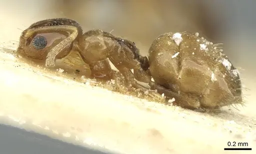 Plagiolepis barbara - CASENT0912424