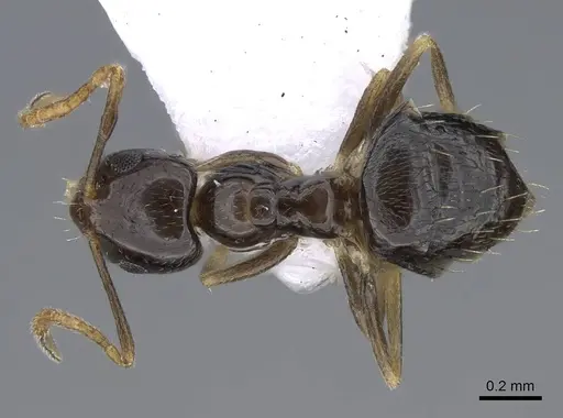 Plagiolepis barbara - CASENT0914828