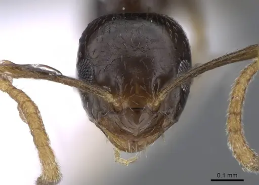 Plagiolepis barbara - CASENT0914828