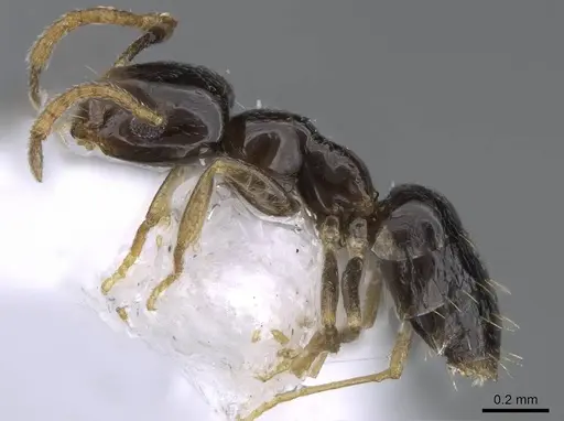 Plagiolepis barbara - CASENT0914828