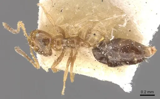 Plagiolepis bicolor specimen