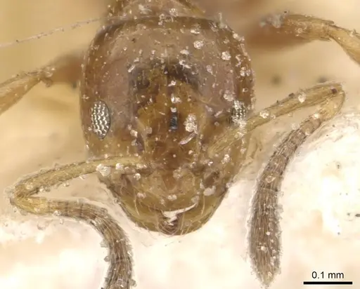 Plagiolepis bicolor specimen