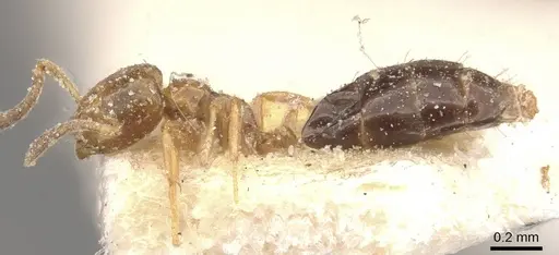 Plagiolepis bicolor specimen