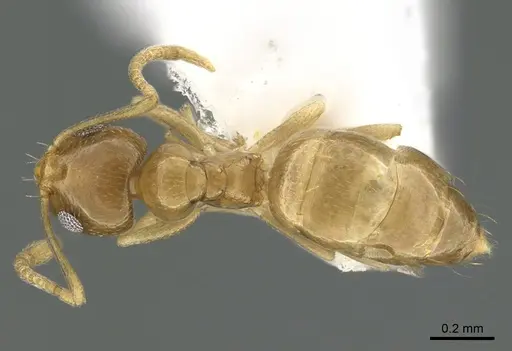 Plagiolepis boltoni specimen