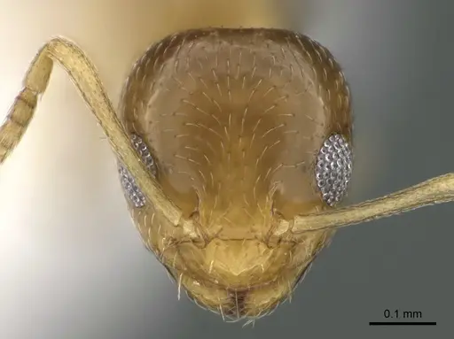 Plagiolepis boltoni specimen