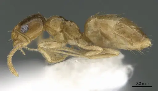 Plagiolepis boltoni specimen