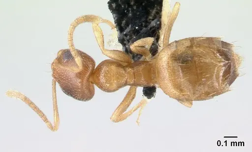 Plagiolepis boltoni - CASENT0217200